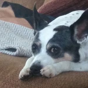 Meet your Posher, Dennis